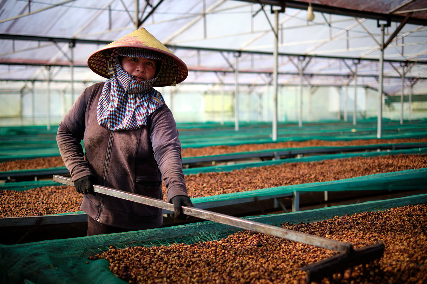 ROBUSTA