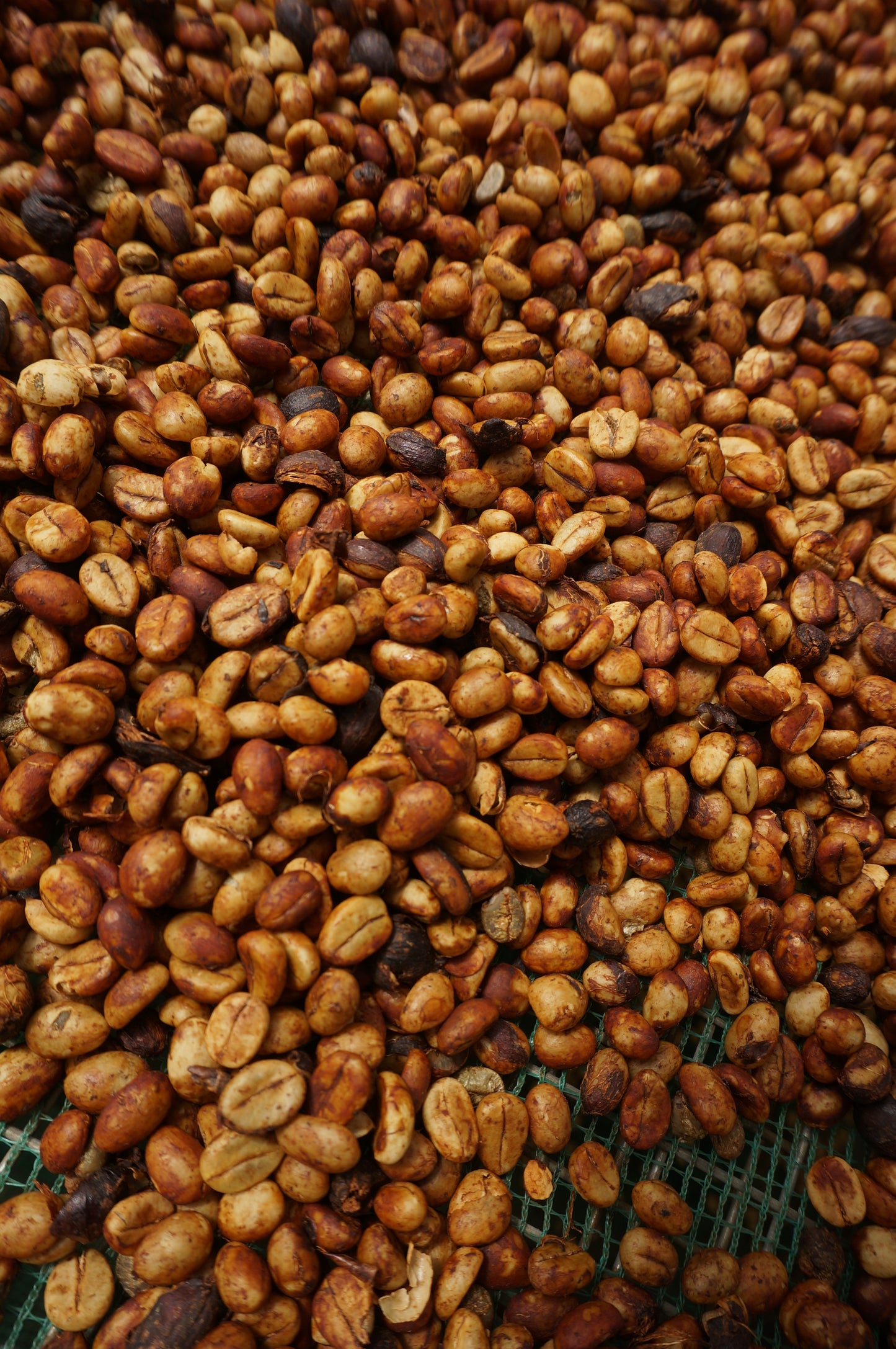ROBUSTA