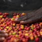 OBSTSALAT - Filterkaffee aus Ruanda