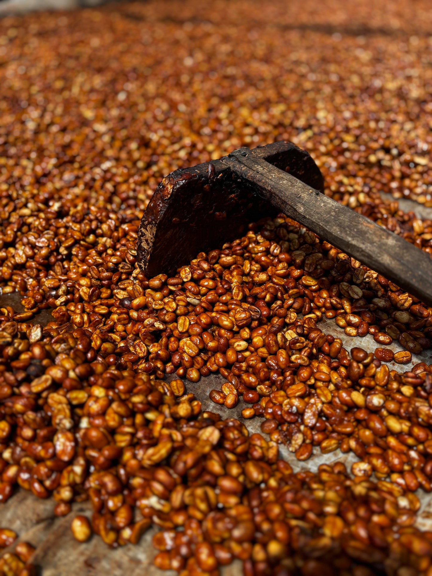 Tropen - Omniroast aus El Salvador