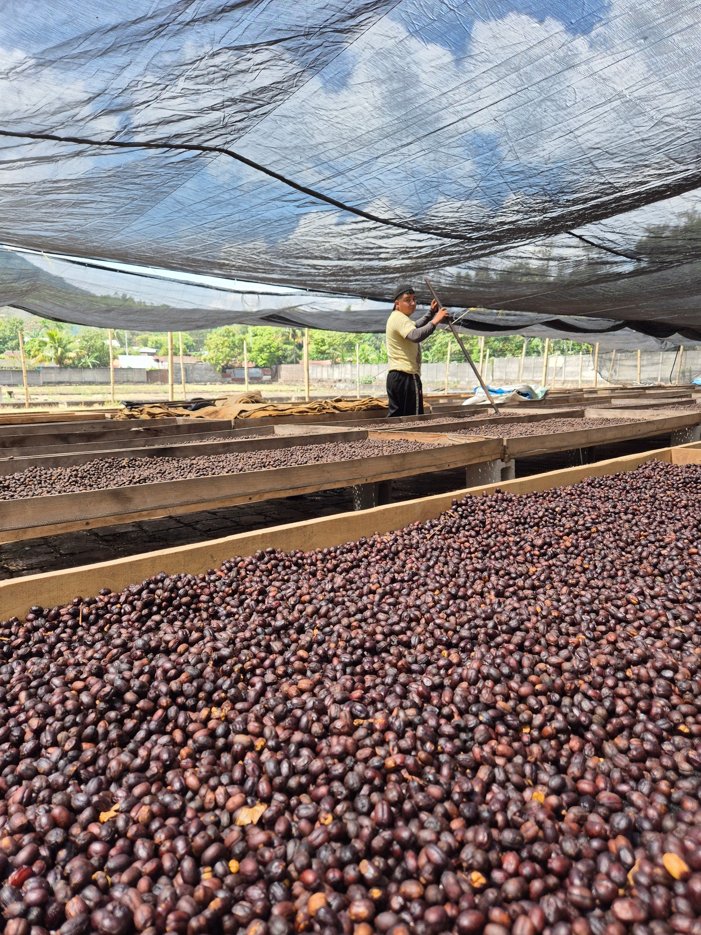 Tropen - Omniroast aus El Salvador