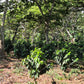 Tropen - Omniroast aus El Salvador
