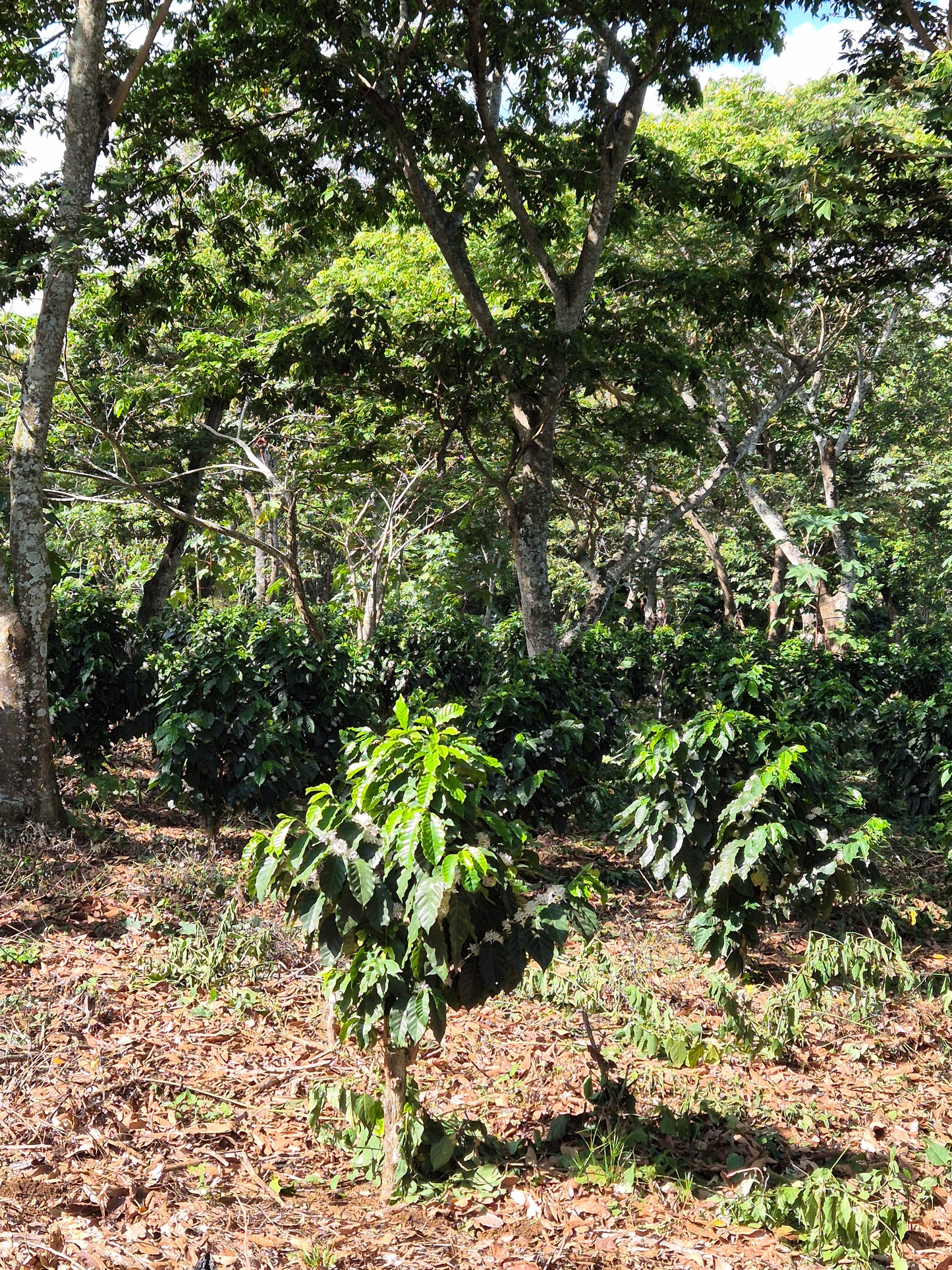 Tropen - Omniroast aus El Salvador