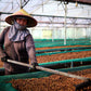 ROBUSTA